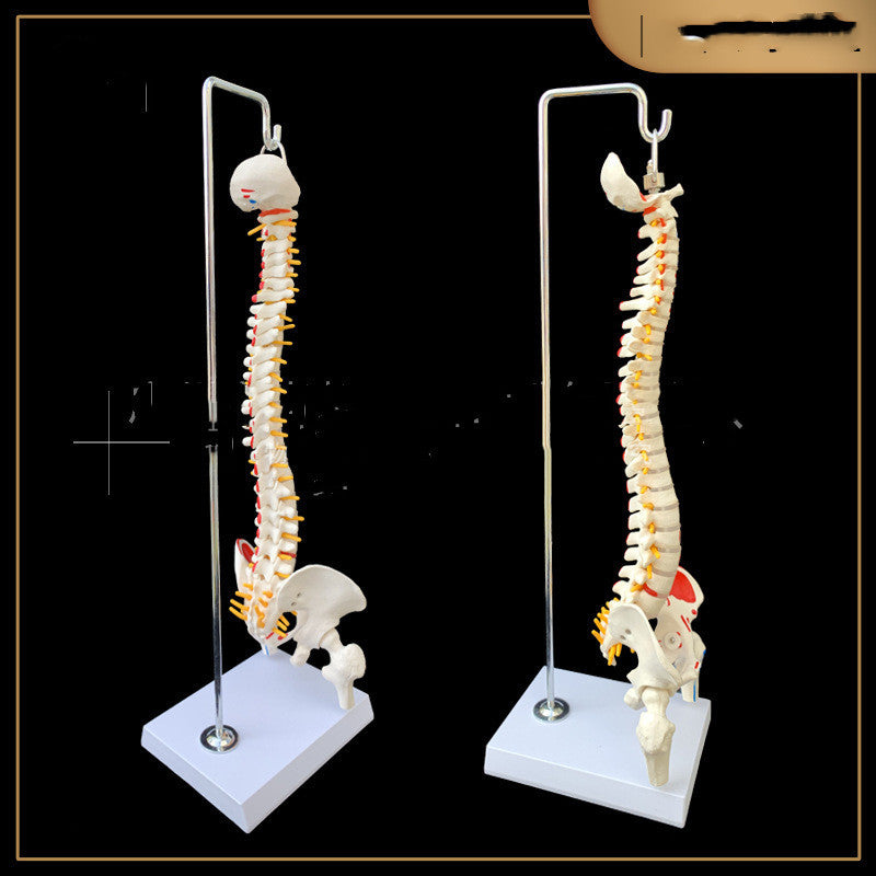 With Pelvis, Femur And Coccyx With Half Leg Spine