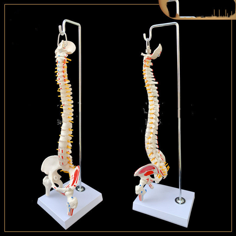 With Pelvis, Femur And Coccyx With Half Leg Spine