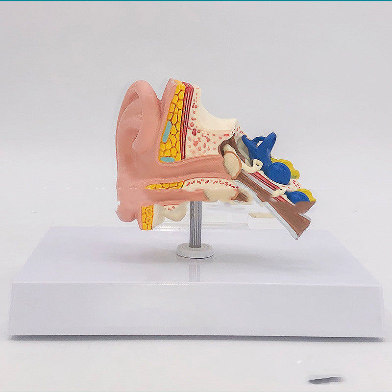 Anatomical Model Of Human Medical Ear