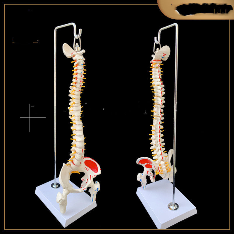 With Pelvis, Femur And Coccyx With Half Leg Spine