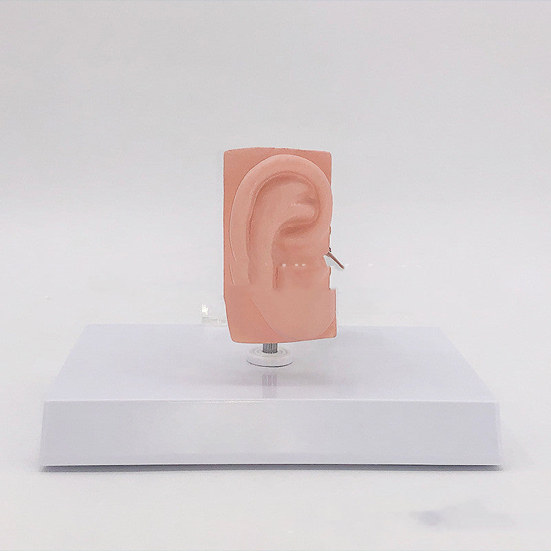 Anatomical Model Of Human Medical Ear