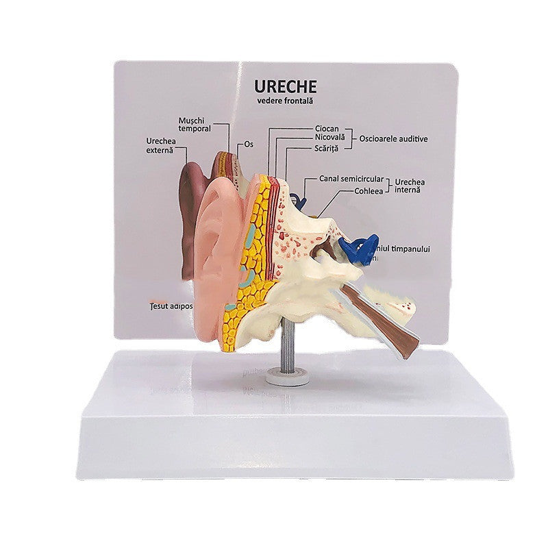 Anatomical Model Of Human Medical Ear