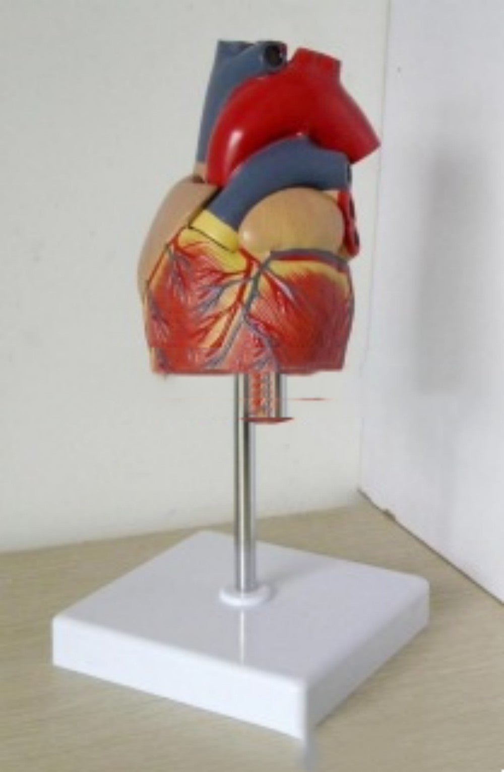 Heart Model B- Ultrasound Medical