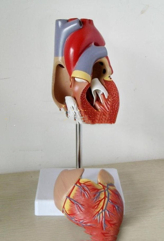 Heart Model B- Ultrasound Medical