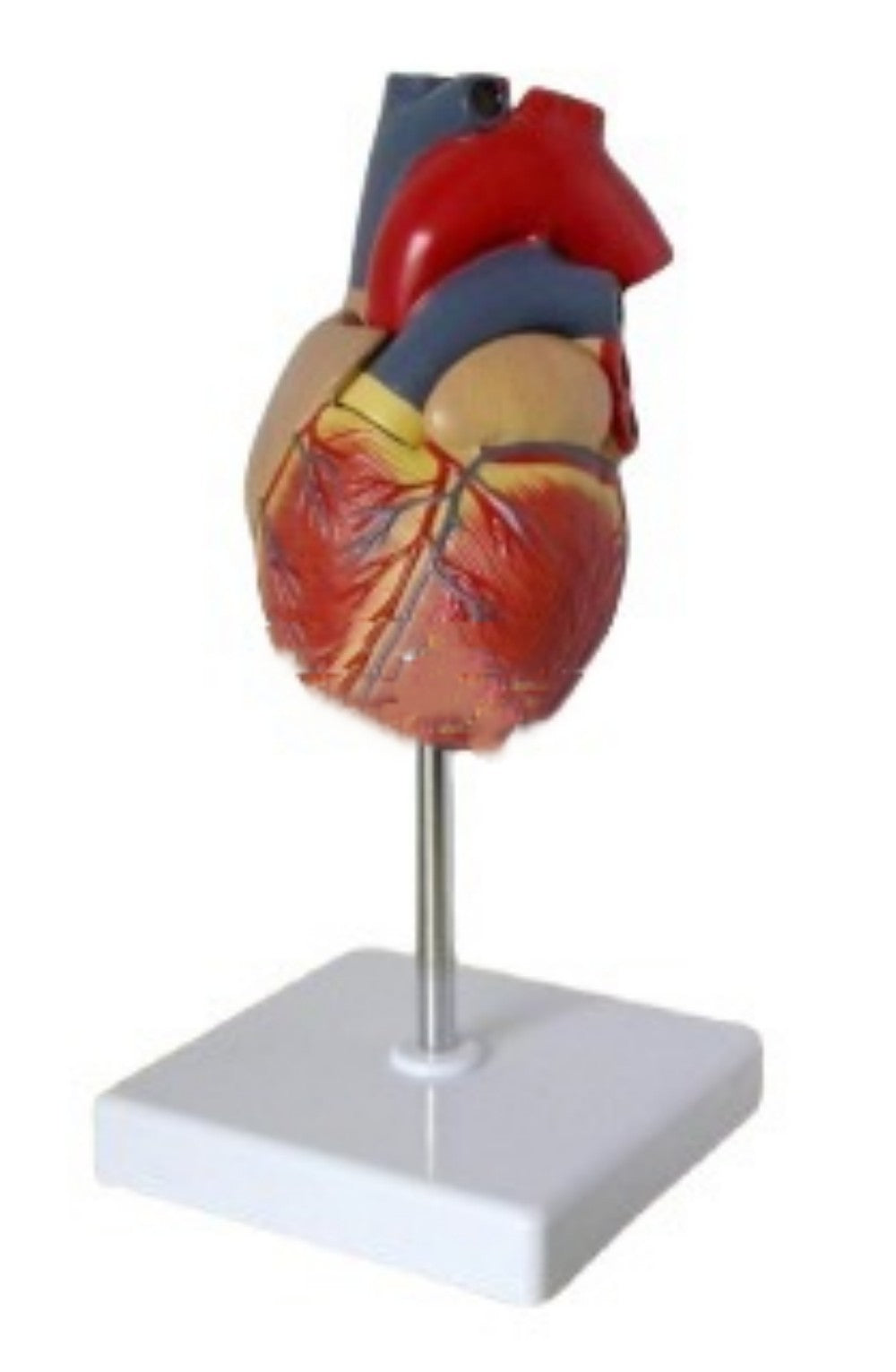 Heart Model B- Ultrasound Medical