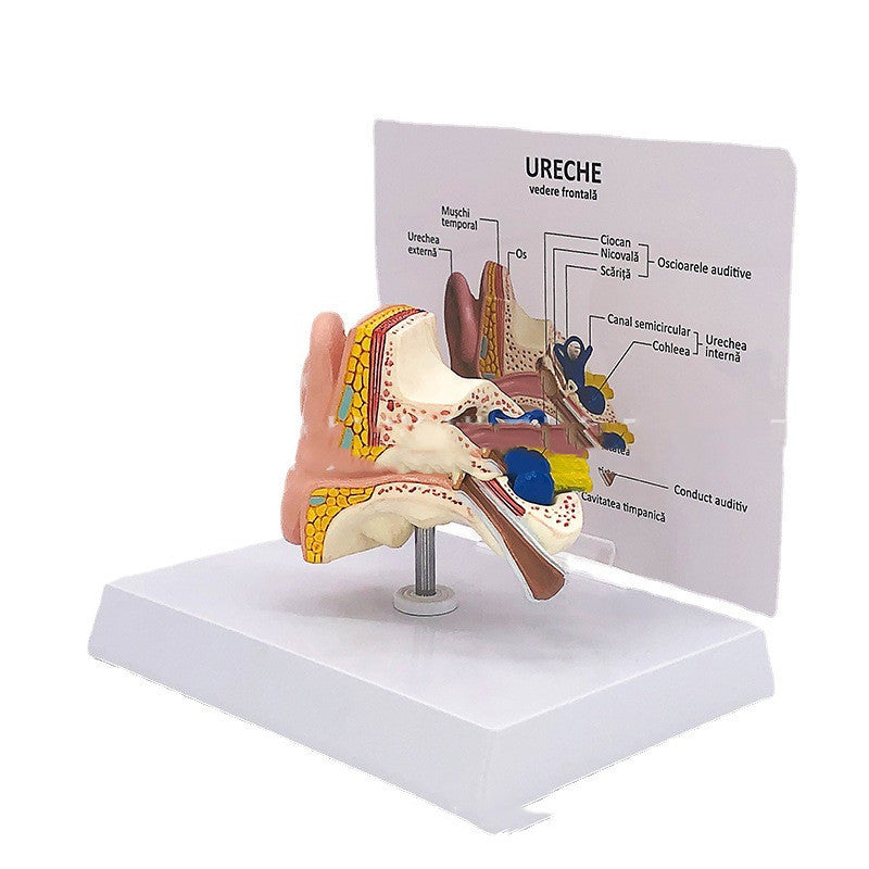 Anatomical Model Of Human Medical Ear